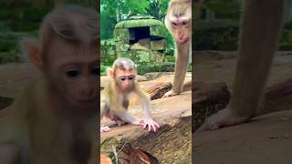 Download lagu 🇺🇸 Sweet Moment! Mommy Lauy Comes to Visit Baby Jony!💕🙈#viral #shortvideo #animals mp3