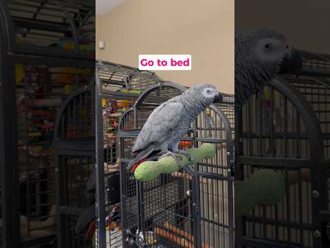Our parrot talks back like a kid at bedtime 😂 #talkingparrot #africangrey