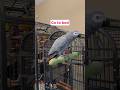 Our parrot talks back like a kid at bedtime 😂 #talkingparrot #africangrey