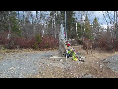 Deer Looking at a Tribute to the Humboldt Broncos