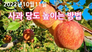 사과 당도 높이는 방법