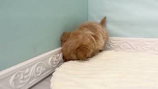 ハーフ犬の動画01