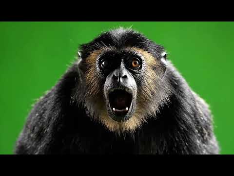 Emotional Monkey Funny Green Screen Overlay: Expressive Animal Visuals for Creators