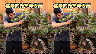 Download lagu Correct approach: Solve bonsai issues first, then prune and shape. mp3