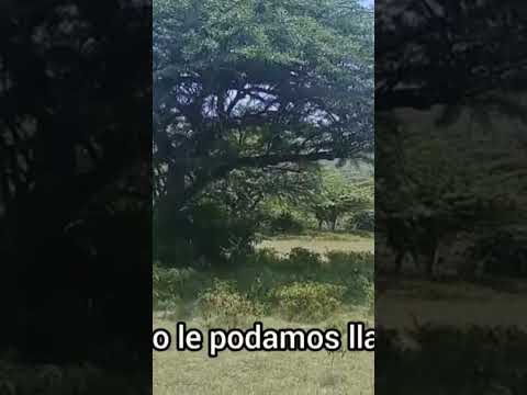 10 manzanas de terreno en venta en Cabañas
