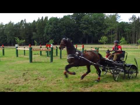 Fahrturnier Alfhausen 22.5.2022