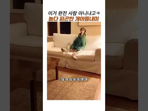 [연예/엔터 인기영상] 놀다가 넘피곤한 사람같은 개아들내미#웃긴동물#이탈리안 그레이하운드 #댕댕이 #대형견 #사람같은 개