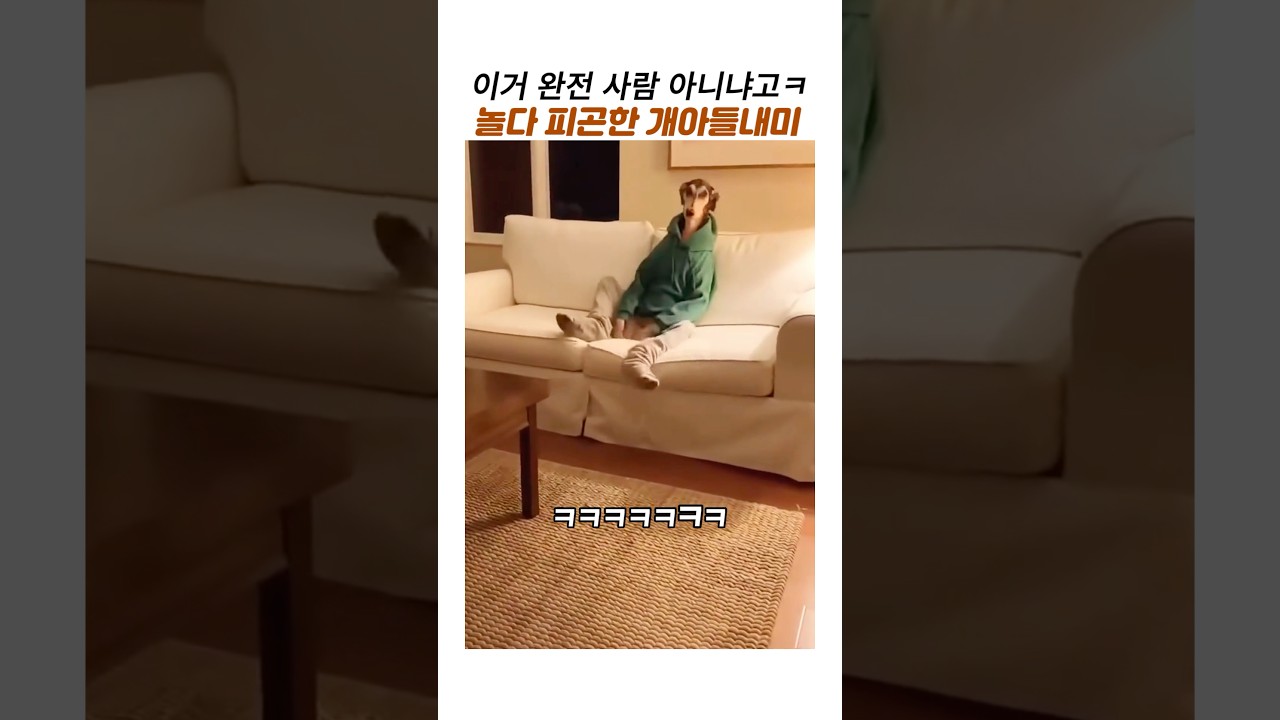 [연예/엔터 인기영상] 놀다가 넘피곤한 사람같은 개아들…