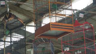 DUEL CUCAK HIJAU DI BORDES BIRD MANIA KOTA BOGOR