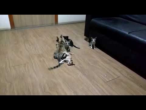 Kittens playing with their mom