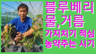 블루베리 거름 비료 적심 가지치기 영양제 농약 주는방법  물관리 전정 블루베리 재배 송충이 쐐기 식물영양제 …