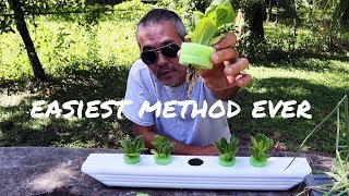 How to Grow Romaine Lettuce in Hydroponics with a Pool Noodle