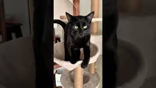 cute cats #cat #viral #funny #animals