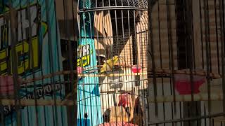 Download lagu SOGON TROTOL NEMBAK PELATUK SAMPIT #sogon #sogonbahan #sogonmania #sogongacordor #sogonijoan mp3