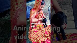🤱🥺Animal feeding #shortsvideo