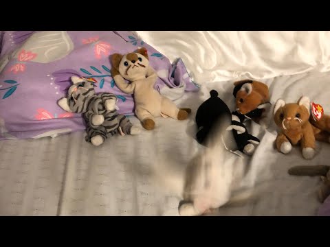 Beanie baby cats | Waiting for everyone ￼episode 1