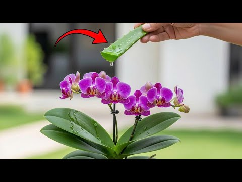 The Secret to Making Any Orchid Thrive and Bloom Spectacularly (Works Every Time)