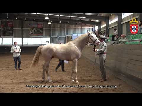 230424 28 Obstinado LVN - Aprovação de Garanhões