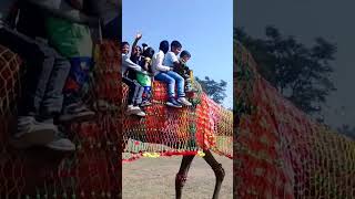 Camel sabari  Corps day  utt ki sabari all friends