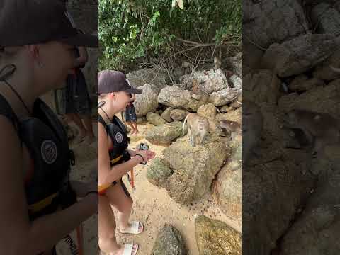 DZIEŃ DOBRY PANIE MAŁPKO!