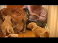 10 Puppies vs Cat (extended)