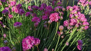 “驱邪之花”——桃花簪