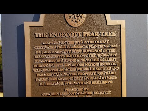 Endicott Pear Tree. Salem Witch Trials