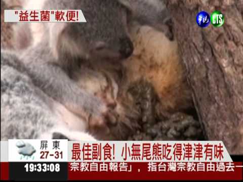 無尾熊排軟便 寶寶吃得津津有味