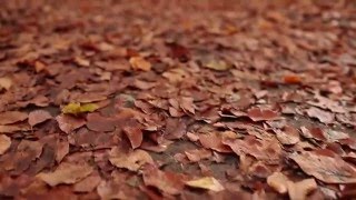 Özgür Demir- DÜŞ