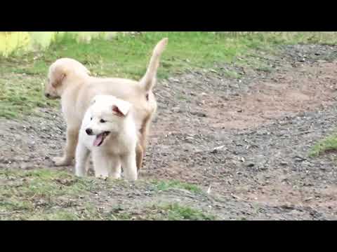 LABRADOR AND POMERANIAN PUPPY FIGHT