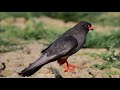 Red footed falcon (Falco vespertinus)