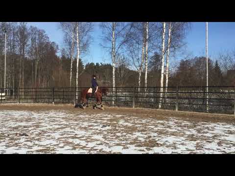 Bon Ami (Bon Coeur x Hermelin)