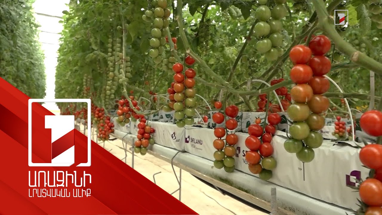 Հետաքրքիր տեխնոլոգիա, գոհացնող արդյունք. չերրի լոլիկներ արտադրող եղբայրների հաջողության գաղտնիքը