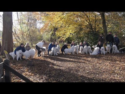 Laatste nieuws uit Leidschendam-Voorburg - Sledehondendag Gouda 2018