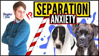 Do THIS If Your Dog Suffers From Separation Anxiety! | Vet Explains