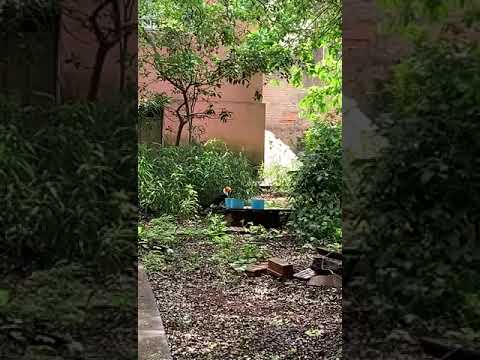 tucano comendo frutas no chão em quintal  #brasil #florestal #nature #minasgerais #natureza