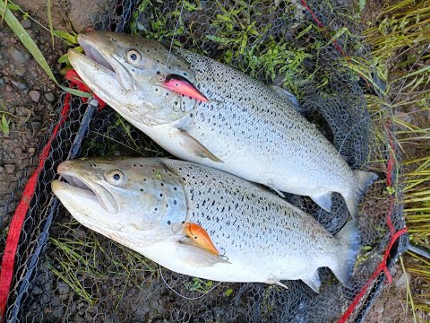 Taimenen kalastusta Nakkilan koskilla 11.06.2022