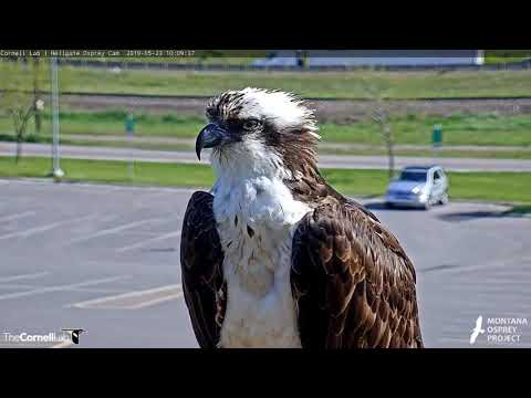 Hellgate Osprey Iris.