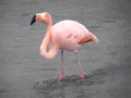 Chilean Flamingo Walking4 Wmv