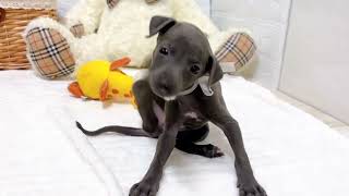 イタリアングレーハウンドの動画01