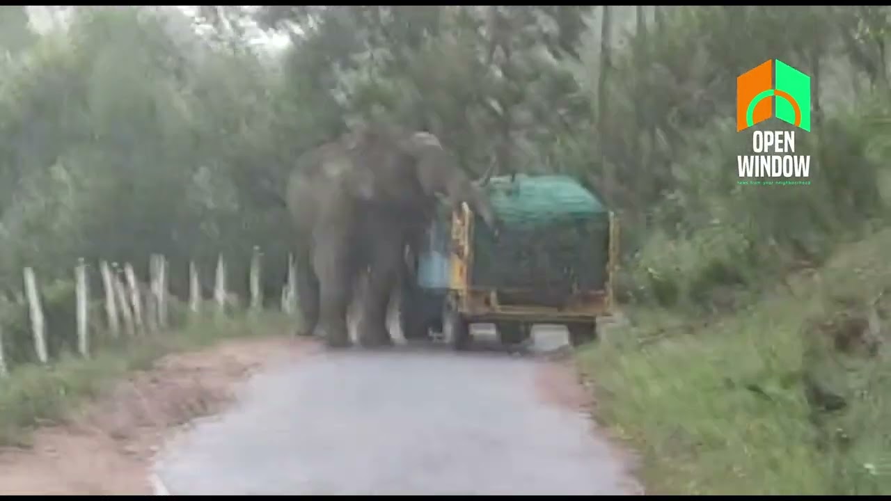 തേയില കൊളുന്ത് കയറ്റി വന്ന ട്രാക്ടർ തടഞ്ഞ പടയപ്പാ എന്ന കാട്ടുകൊമ്പൻ