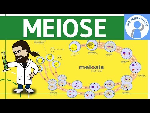 Meiosis simply explained - Cell division 2 - Cell cycle, process, phases & summary