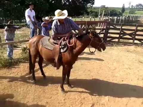 #Curso de doma #racional, com Atemar venacio em anhenbi SP