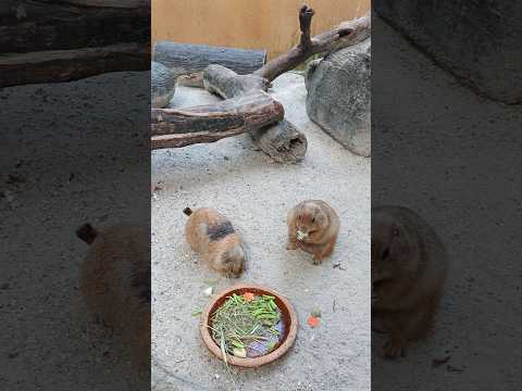 Prairie dogs.it's very cute. getting food.. #viralvideo