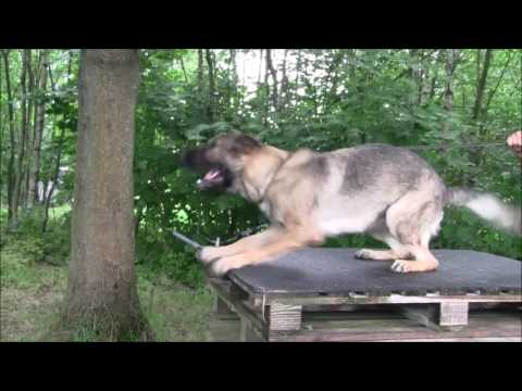 Jagira Aykmar - protection 07/2017, helper Mates Pohl