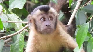 Exploring the Amazon River Basin by boat and some of the wildlife that call it home