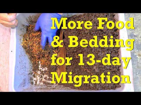 Horizontal migration of red wiggler worms on 13th day w more food  & bedding - vermicompost