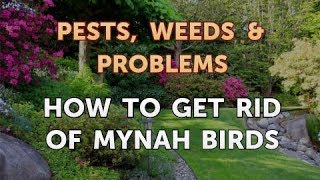How to Get Rid of Mynah Birds