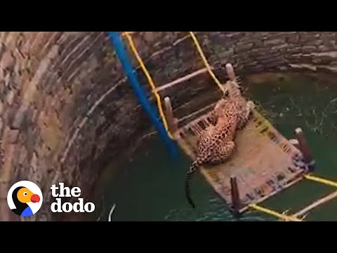 People Unite to Save a Leopard Trapped in a Well