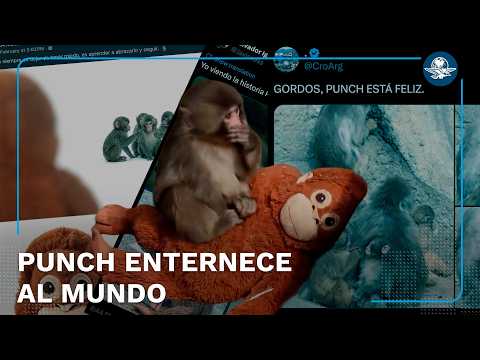 La historia de Punch, el mono bebé, que conmovió al mundo























